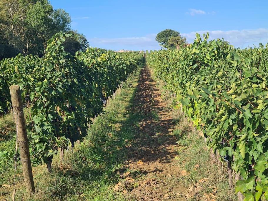 Montepulciano - La Casetta Del Pian Delle Noci Acquaviva  Bagian luar foto