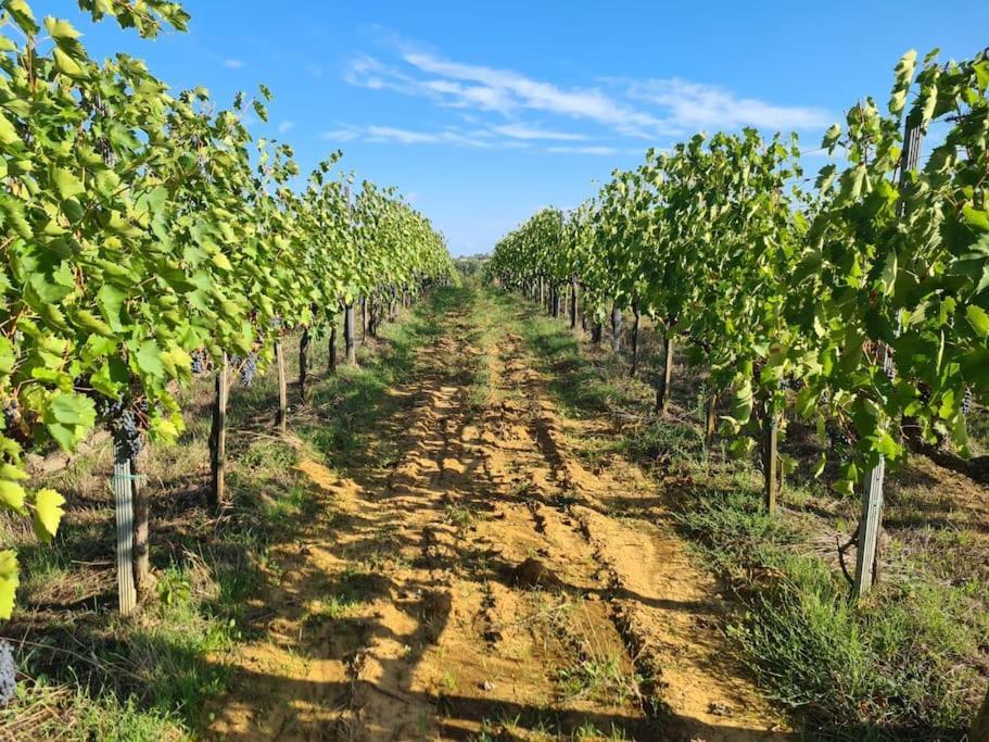 Montepulciano - La Casetta Del Pian Delle Noci Acquaviva  Bagian luar foto