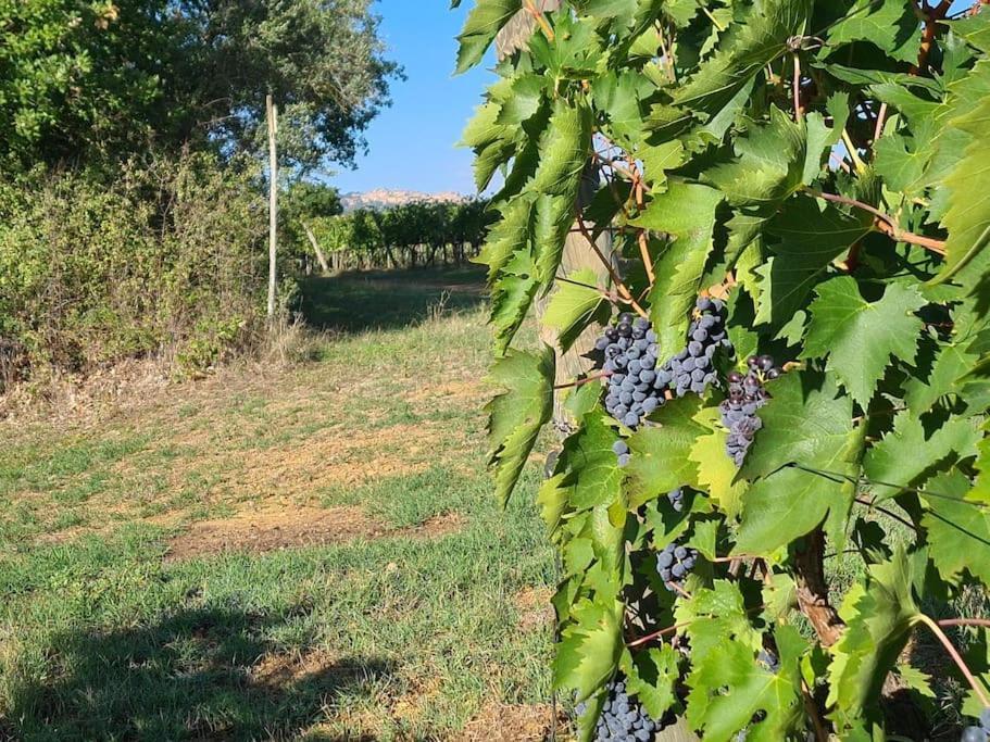 Montepulciano - La Casetta Del Pian Delle Noci Acquaviva  Bagian luar foto