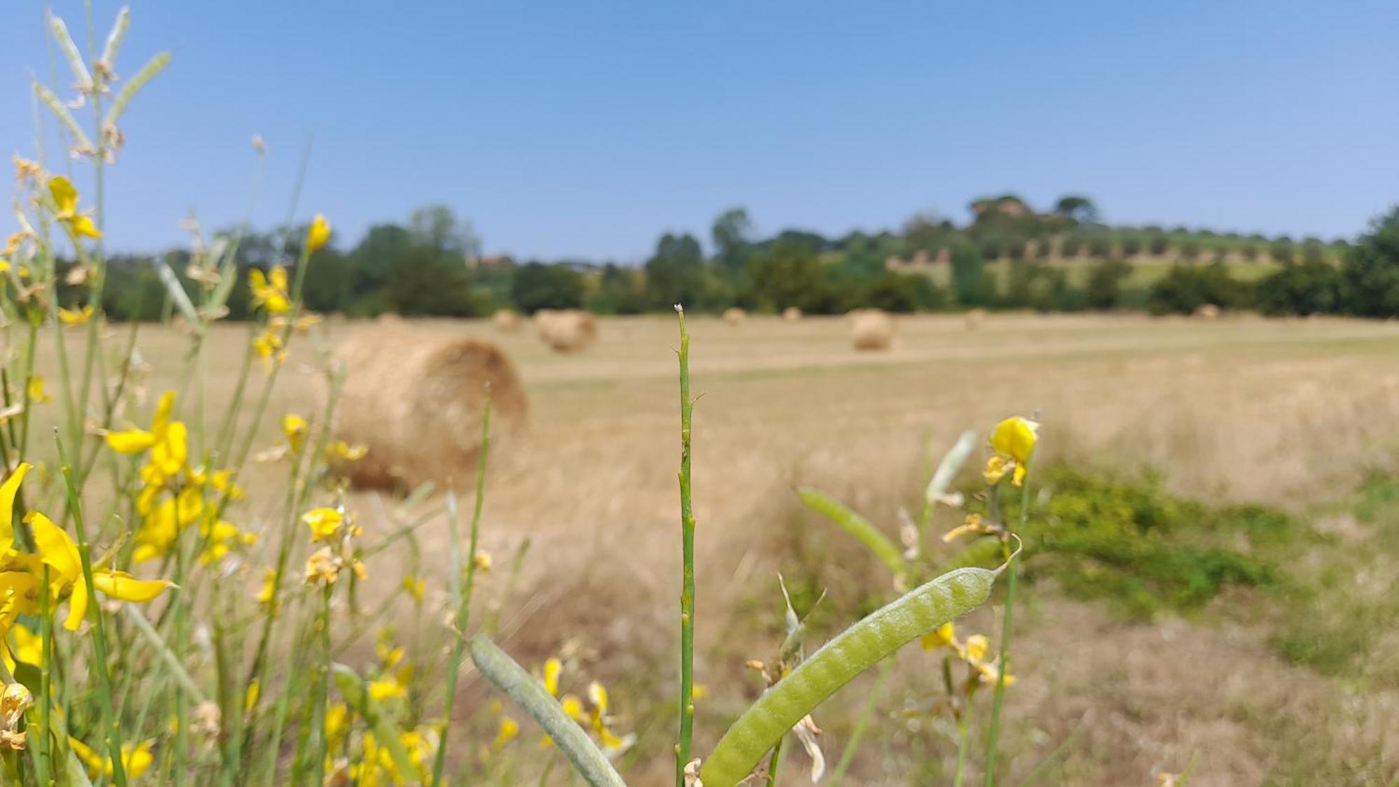 Montepulciano - La Casetta Del Pian Delle Noci Acquaviva  Bagian luar foto